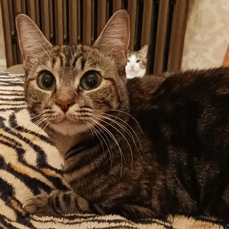 Odyssey B.  Polydactyl thumbnail 2