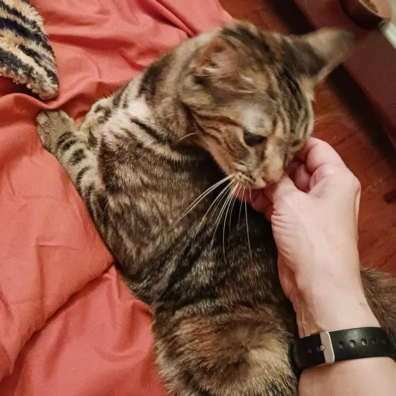 Odyssey B.  Polydactyl