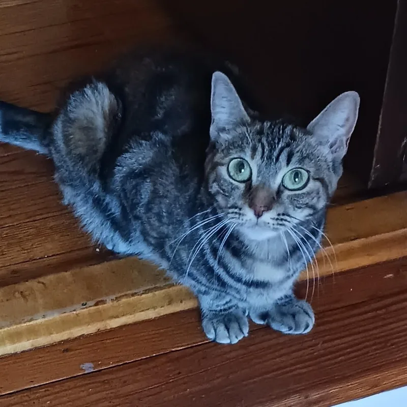 Odyssey B.  Polydactyl thumbnail 4