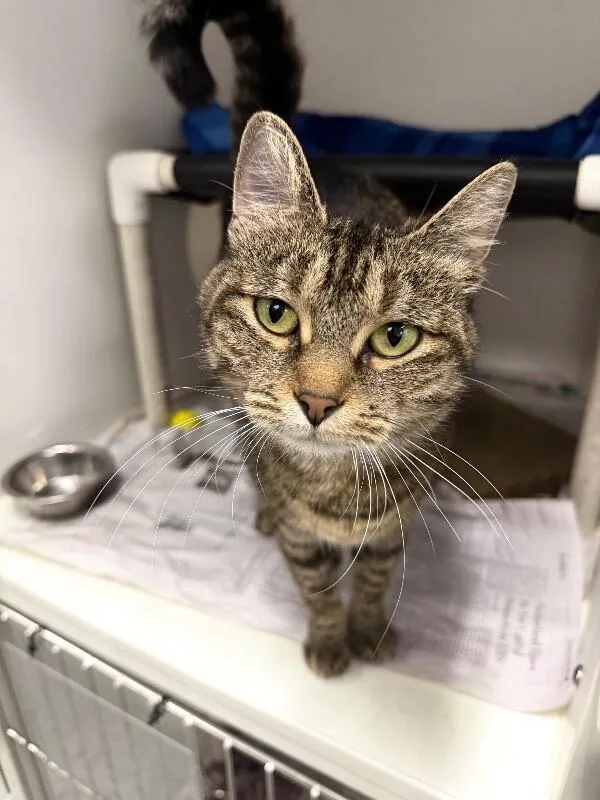 An adult medium-sized female Tabby (Brown / Chocolate) Domestic Short Hair cat named Slim Shaylee for adoption in Fruit Heights, UT