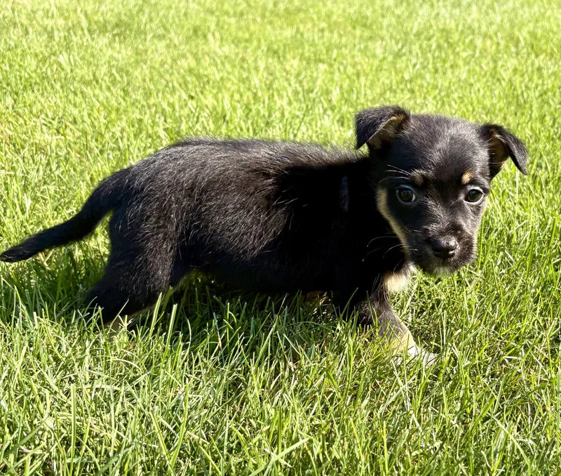 A baby small-sized male Schnauzer dog named Tucker for adoption in Chesterfield, MI
