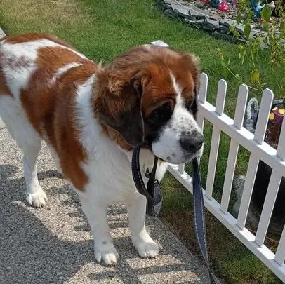 A senior extra large-sized female Black Saint Bernard dog named Lady for adoption in Brockport, NY