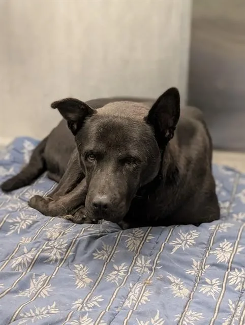 A young large-sized male Mixed Breed dog named Luke for adoption in Dallas, TX