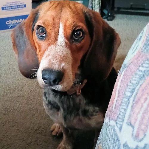 Daisy