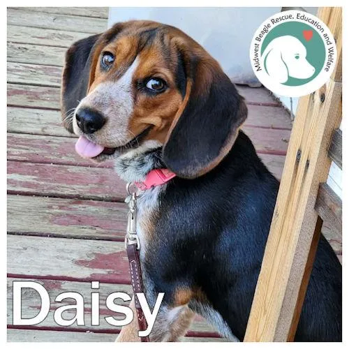 Daisy thumbnail 2
