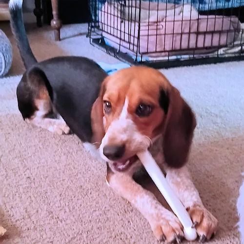 Daisy thumbnail 6