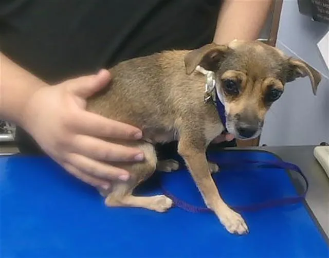An adult small-sized female Chihuahua dog named Nena for adoption in Phoenix, AZ
