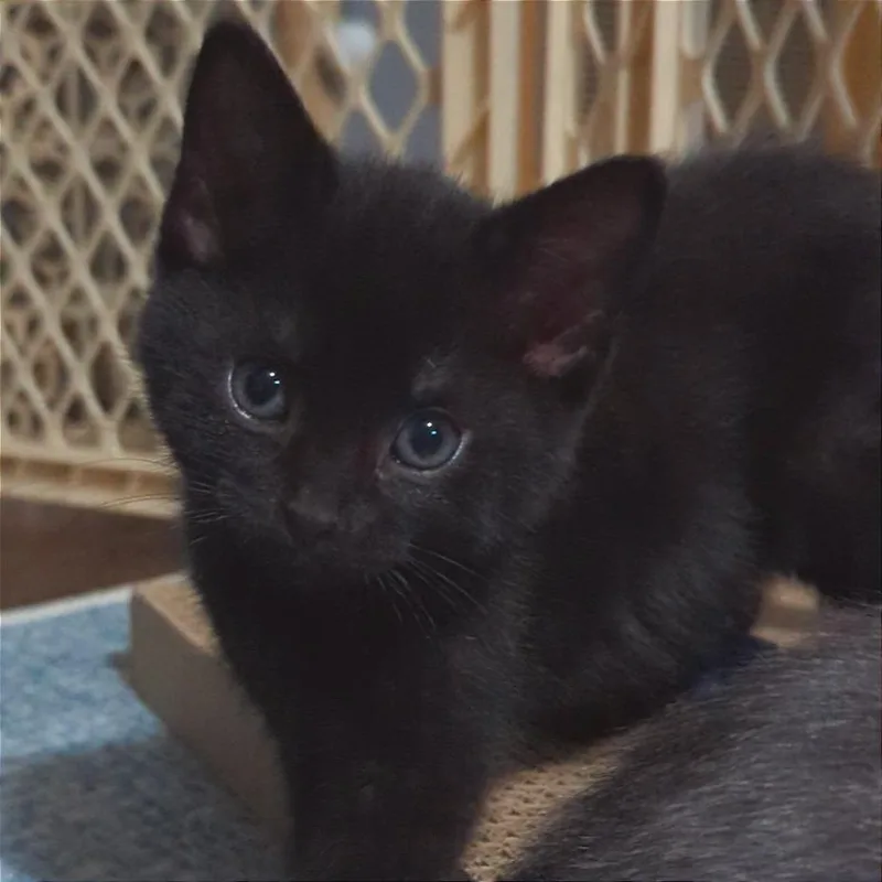 A baby small-sized female Black Domestic Short Hair cat named Luna for adoption in Traverse City, MI