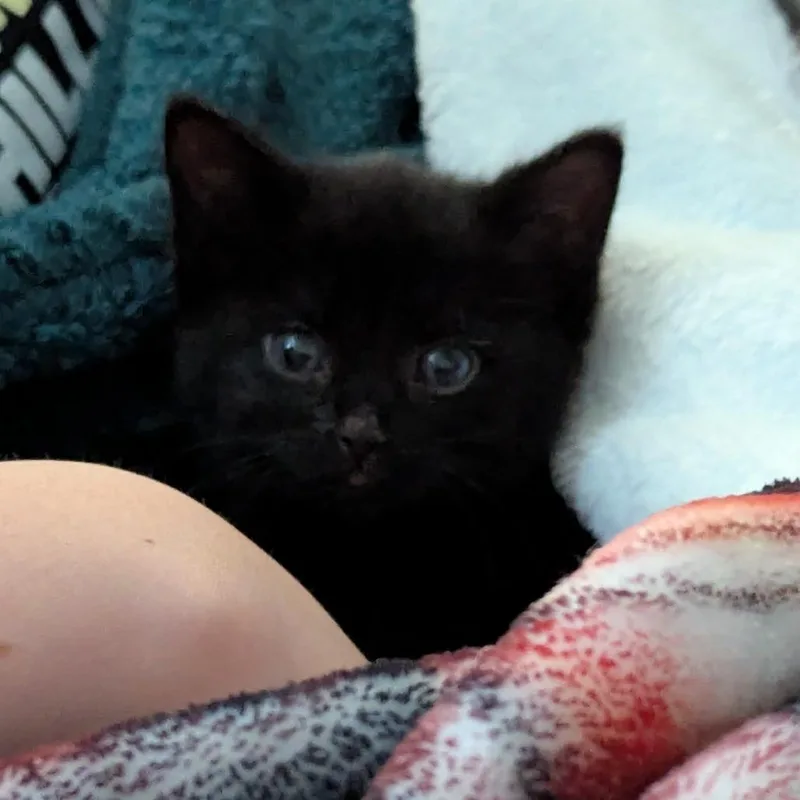Luna thumbnail 3
