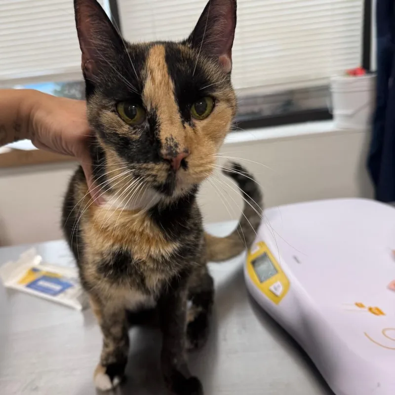 A senior small-sized female Black Domestic Short Hair cat named Sasha for adoption in Newark, NJ