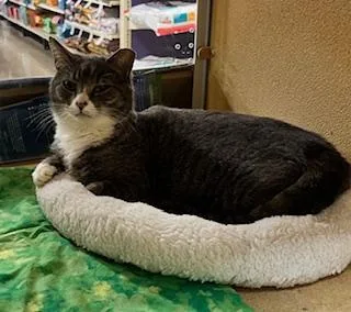 A young medium-sized female Tabby (Gray / Blue / Silver) Domestic Short Hair cat named Amelia Very Sweet And for adoption in Stowe, PA