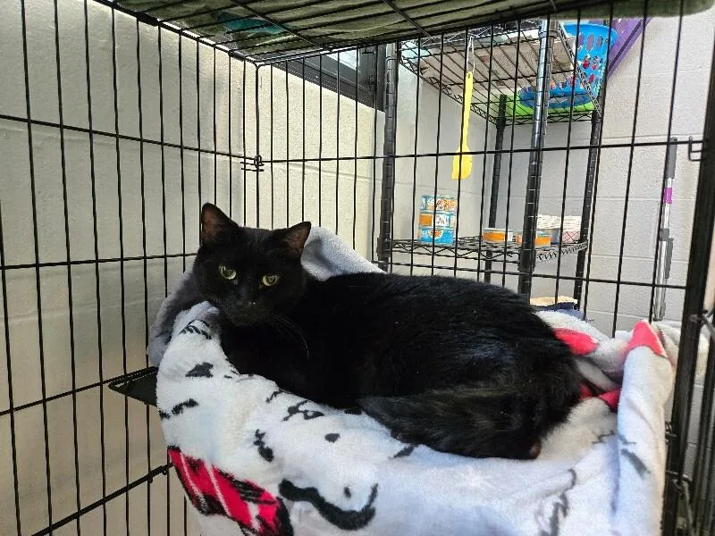 An adult medium-sized male Black Domestic Short Hair cat named Calvin for adoption in Cincinnati, OH