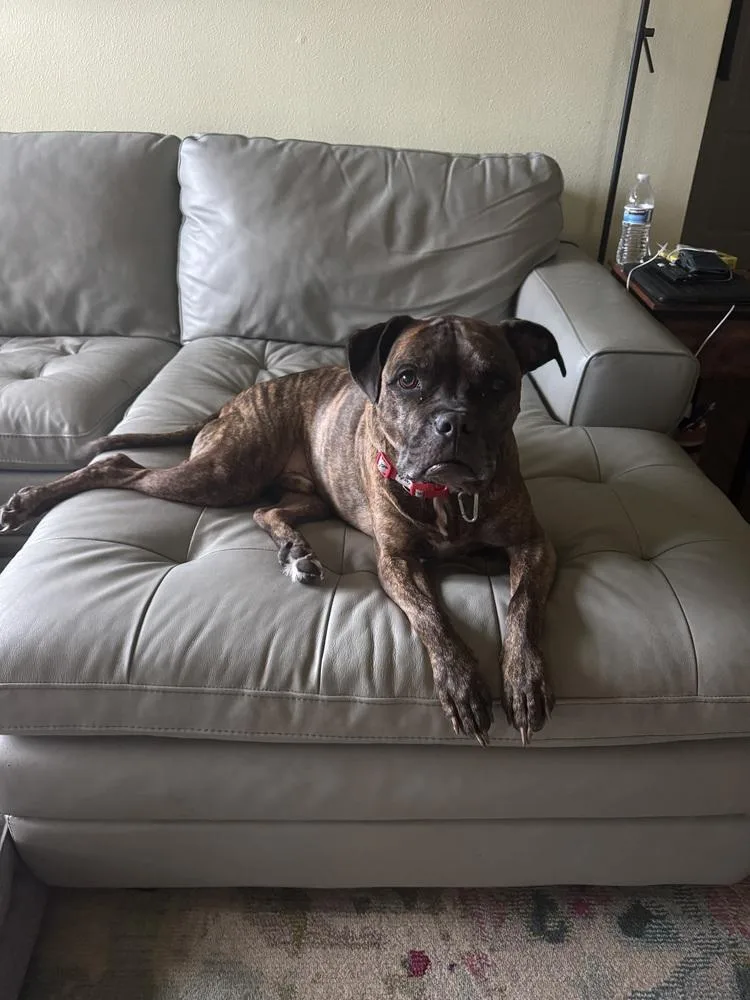 An adult large-sized male American Staffordshire Terrier dog named Rhodie for adoption in Orlando, FL