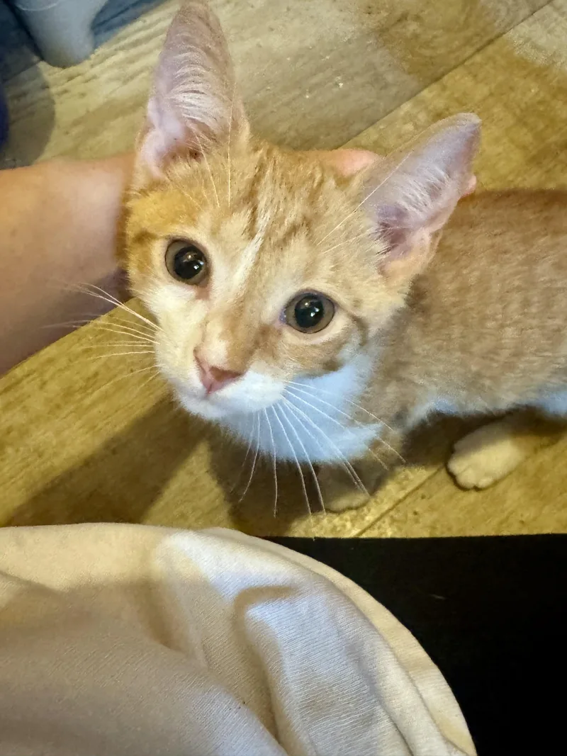 A young medium-sized male Orange / Red Domestic Short Hair cat named Tangelo for adoption in North Tonawanda, NY