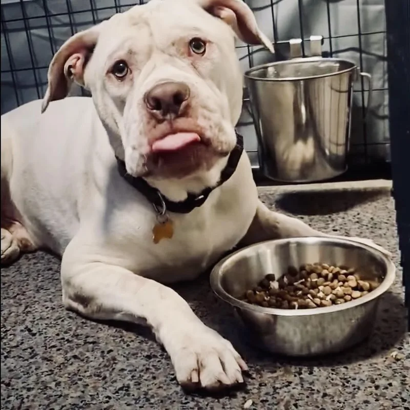 An adult large-sized male White / Cream American Bulldog dog named Dallas Marshmallow for adoption in McMinnville, OR