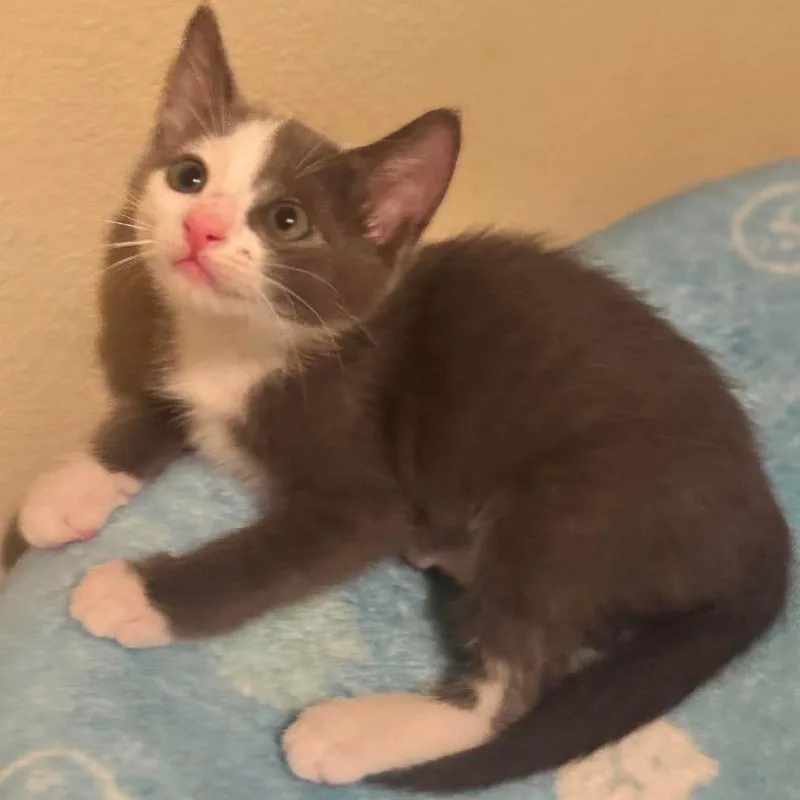 A baby small-sized male Gray / Blue / Silver Domestic Short Hair cat named Niko for adoption in Redmond, WA