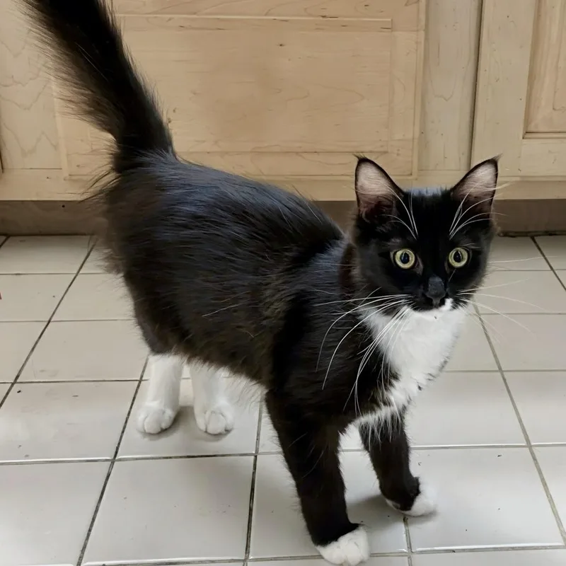 A baby medium-sized female Black & White / Tuxedo Domestic Medium Hair cat named Ostrich for adoption in Apex, NC