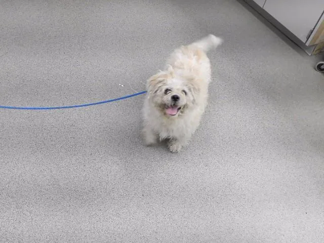 An adult small-sized male Shih Tzu dog named Freddy for adoption in Omaha, NE