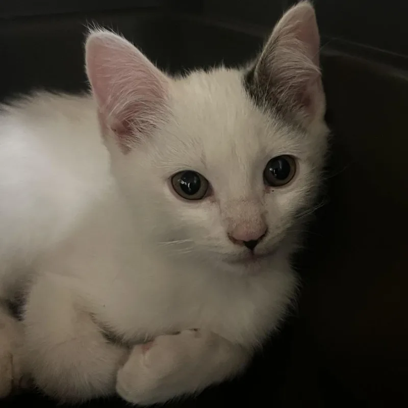 A baby small-sized male White Domestic Short Hair cat named Jiggly for adoption in Rifle, CO