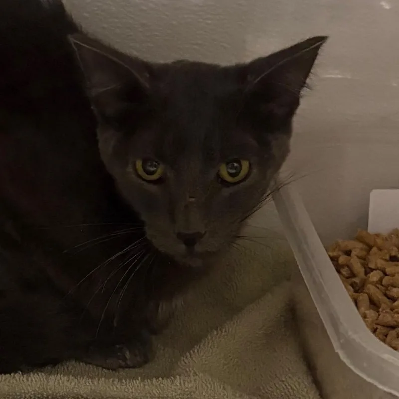 An adult small-sized male Gray / Blue / Silver Domestic Short Hair cat named Sheddy for adoption in Yuma, AZ
