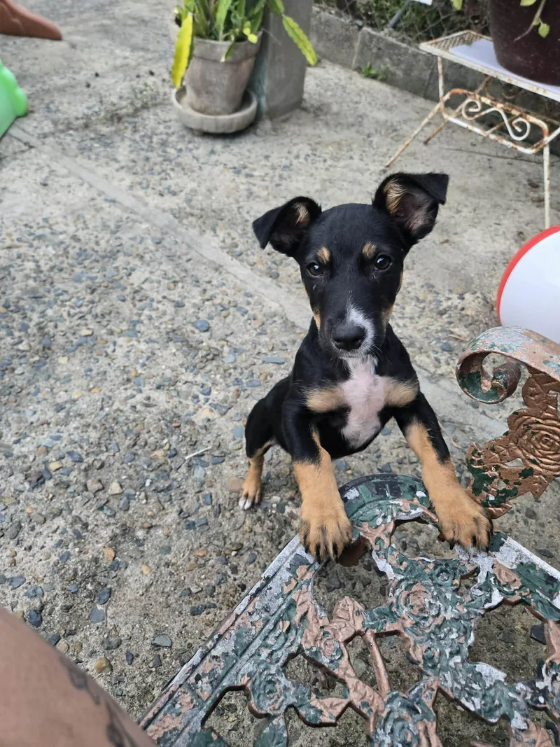 A baby medium-sized female Miniature Pinscher dog named Nala for adoption in Virginia Beach, VA