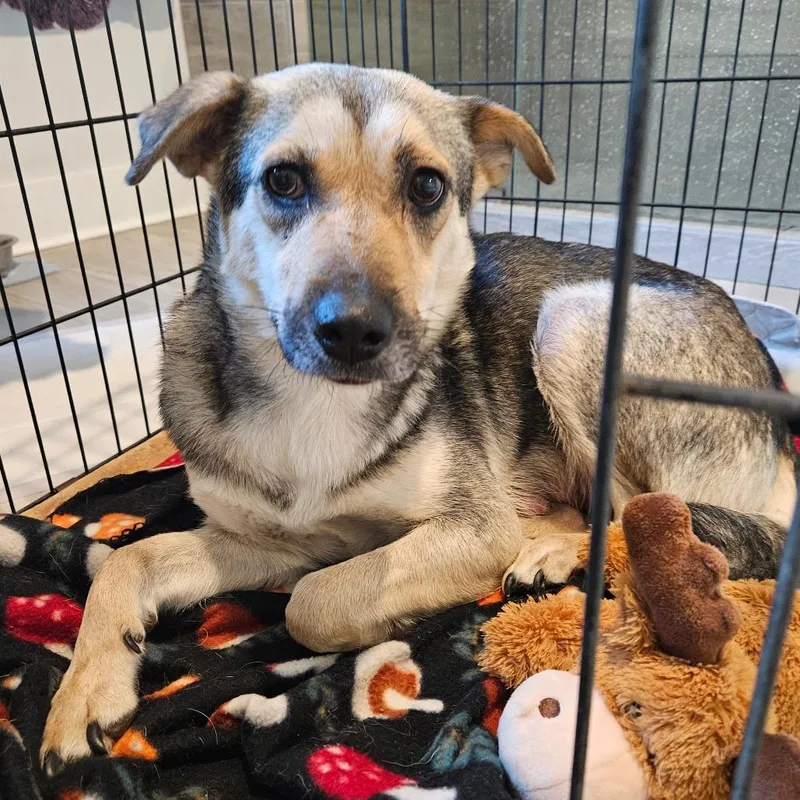 An adult medium-sized female Yellow / Tan / Blond / Fawn Mixed Breed dog named Fern for adoption in Huntsville, AL