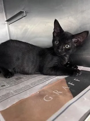 A baby small-sized male Domestic Short Hair cat named Geraldo for adoption in Houston, TX