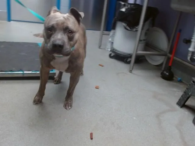 A young medium-sized male Pit Bull Terrier dog named Nino for adoption in Albuquerque, NM