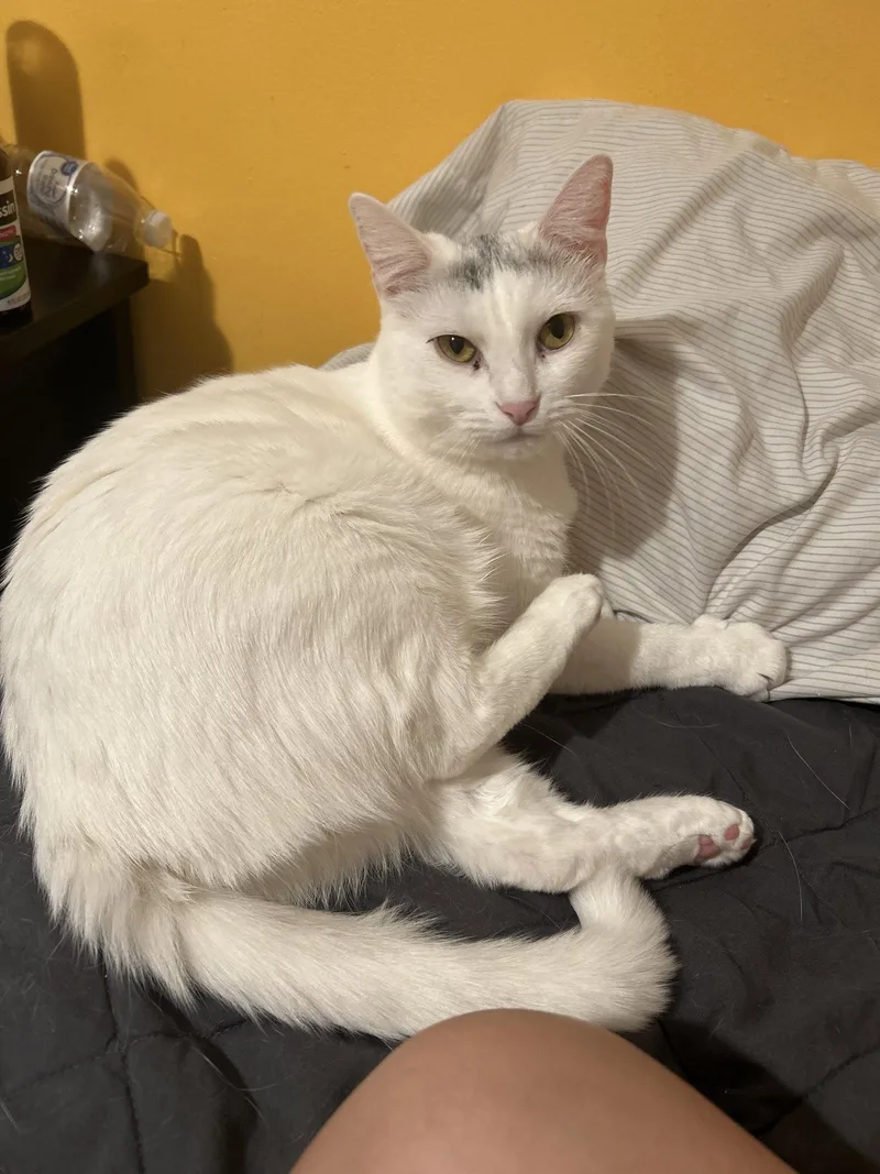 An adult medium-sized female Domestic Short Hair cat named Guerita for adoption in San Jose, CA