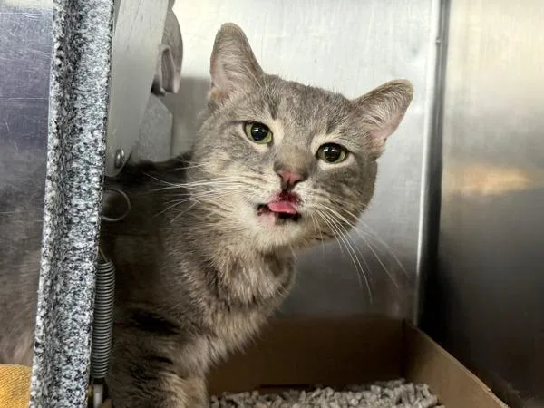 An adult medium-sized male Domestic Short Hair cat named Boo Berry for adoption in New York, NY
