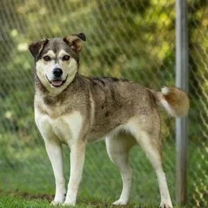 An adult medium-sized female Gray / Blue / Silver Mixed Breed dog named Jezzy Belle for adoption in Erie, PA