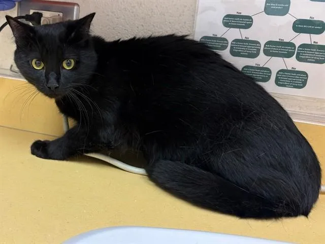 A young medium-sized male Domestic Short Hair cat named Spunky for adoption in Colorado Springs, CO