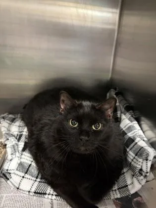 An adult medium-sized female Domestic Short Hair cat named Nitara for adoption in Lowell, MA
