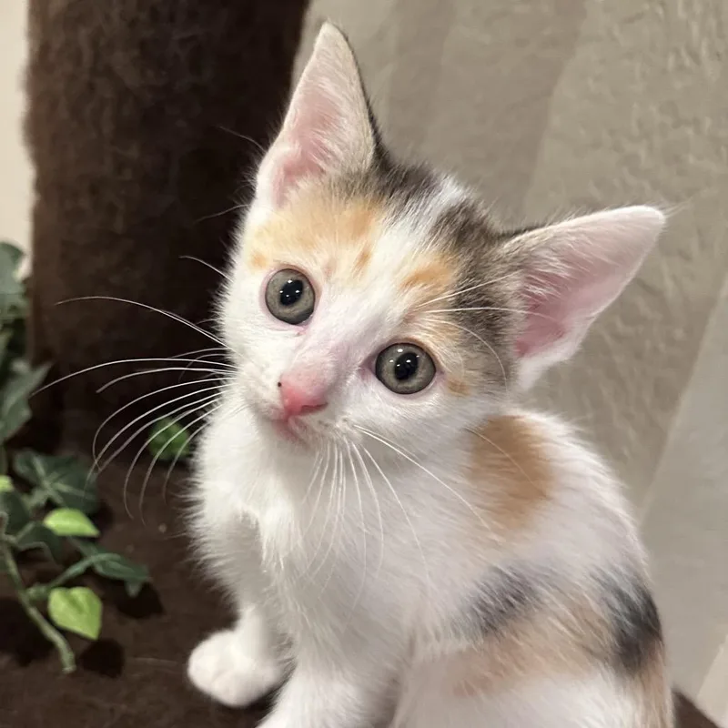 A baby small-sized female Calico Domestic Short Hair cat named Amber for adoption in Tustin, CA