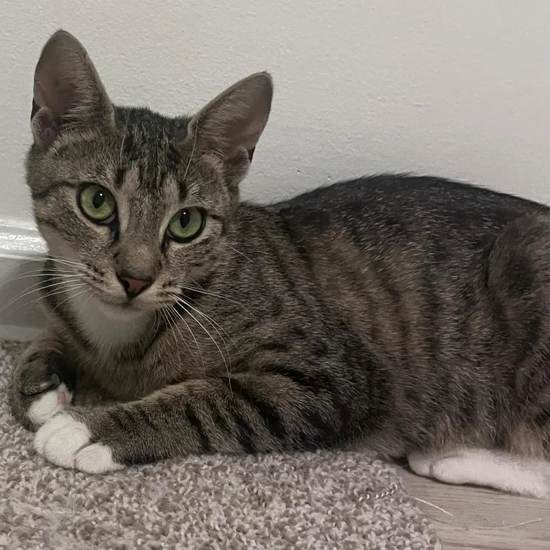 An adult small-sized female Brown / Chocolate Domestic Short Hair cat named Pam Beasley for adoption in Wind Gap, PA