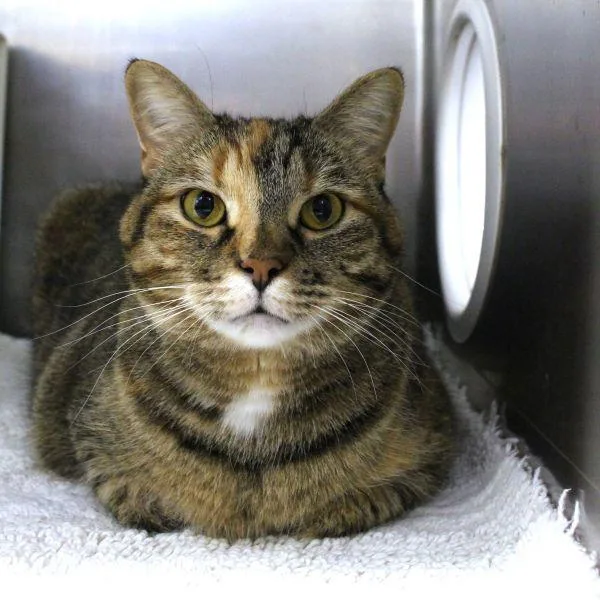 An adult small-sized female Domestic Short Hair cat named Mango for adoption in Des Moines, IA