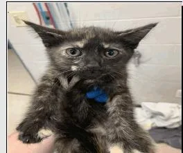 A baby small-sized female Domestic Short Hair cat named Paisley for adoption in Ruskin, FL