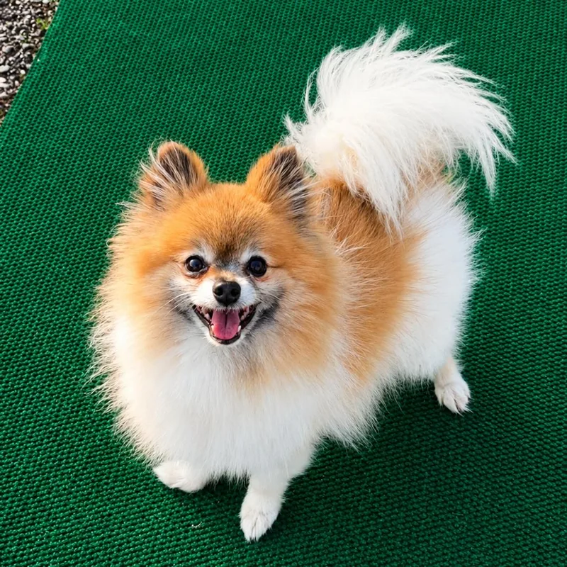 A senior small-sized male White / Cream Pomeranian dog named Ping Pong for adoption in Binghamton, NY