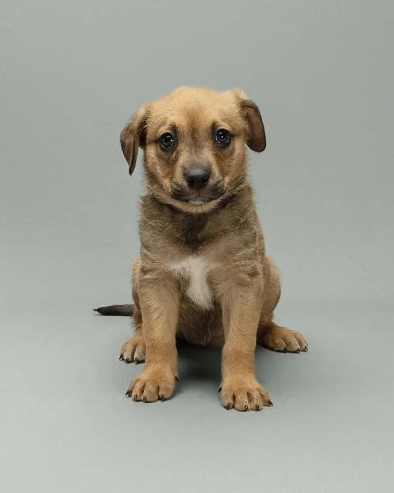A baby small-sized female Mixed Breed dog named Syrah for adoption in Mesa, AZ