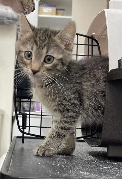A baby small-sized female Domestic Medium Hair cat named Asura for adoption in Westland, MI