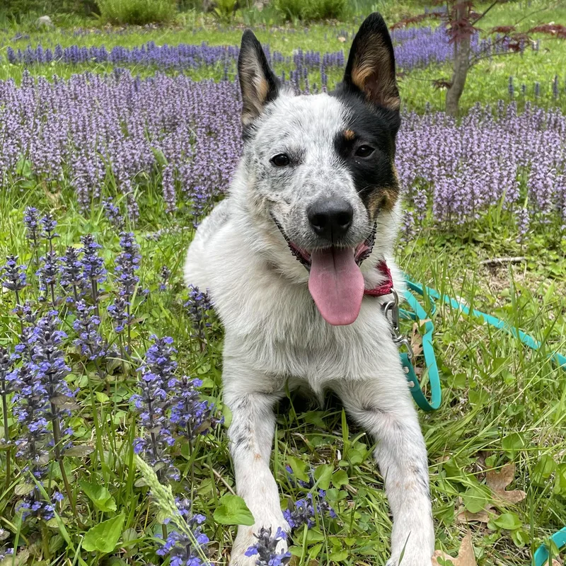 A young medium-sized male Merle (Blue) Australian Cattle Dog / Blue Heeler dog named Bingo for adoption in Chatham, NJ