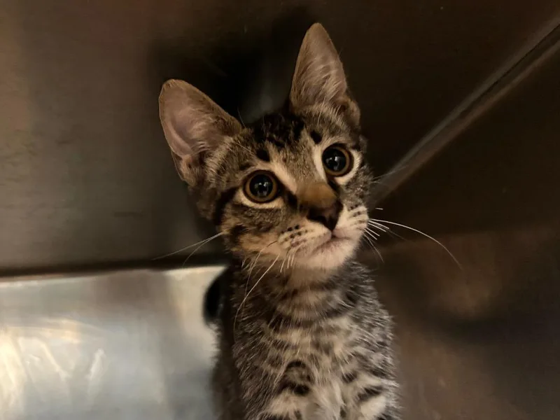 A baby small-sized male Tabby cat named Alden for adoption in Powell, OH