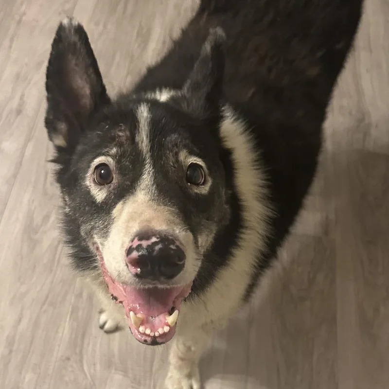 An adult large-sized male Black Mixed Breed dog named Teddy for adoption in Buffalo, MN