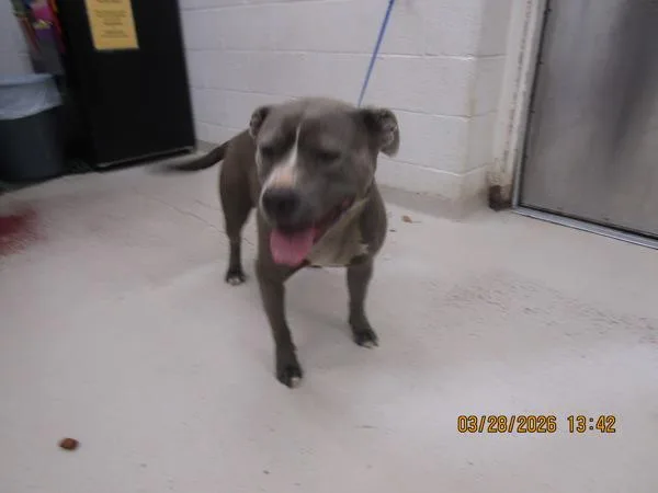 An adult medium-sized female Pit Bull Terrier dog named Aspen for adoption in Marietta, GA