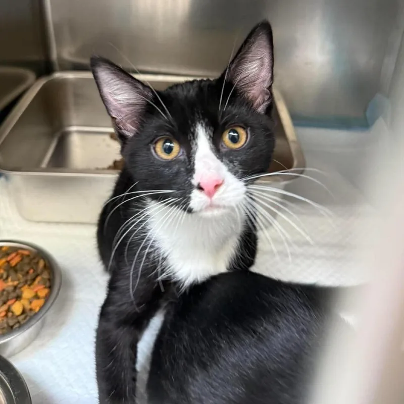 A baby medium-sized male Black Domestic Short Hair cat named Jesse V for adoption in Spokane, WA