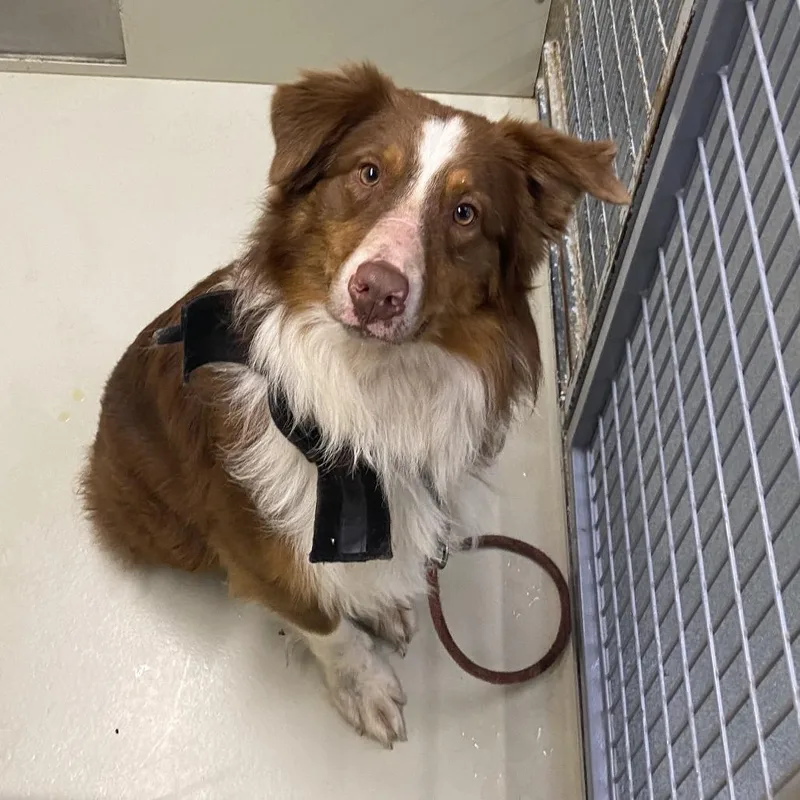 An adult medium-sized male Brown / Chocolate Collie dog named Dynamite for adoption in Westminster, CA
