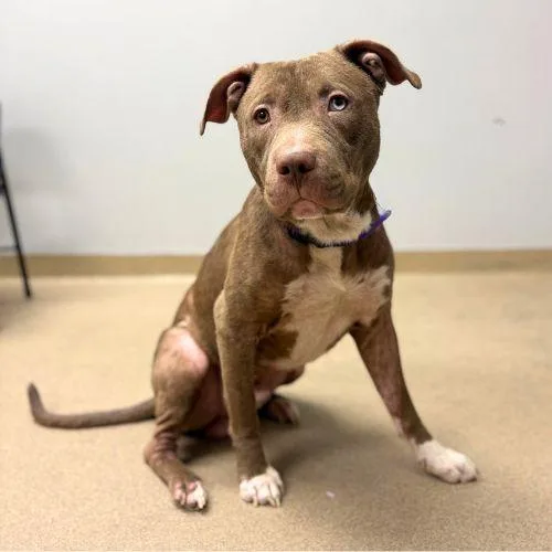 An adult large-sized male Pit Bull Terrier dog named Jam Jam for adoption in Aurora, CO