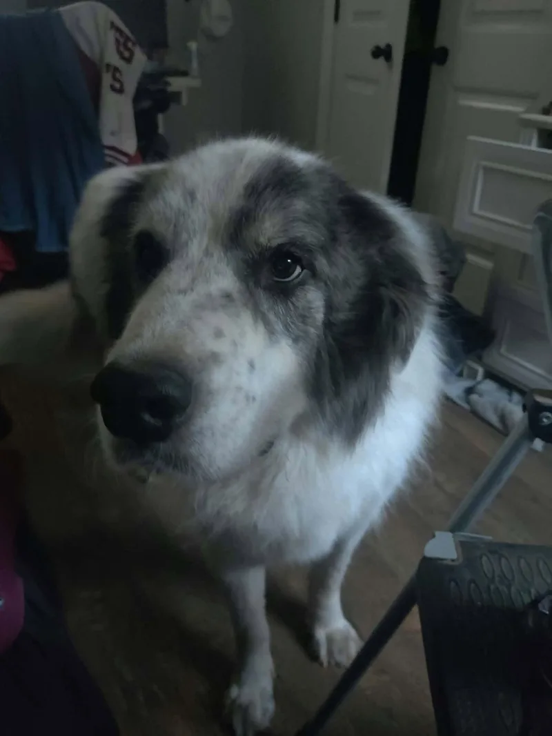 A senior extra large-sized male White / Cream Great Pyrenees dog named Triton for adoption in Kiowa, OK