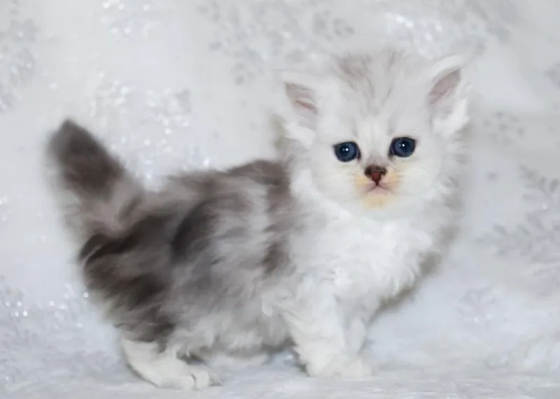 A young small-sized female Persian cat named Cookie for adoption in Lakeland, GA