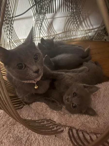 An adult medium-sized female Domestic Short Hair cat named Fade for adoption in Staten Island, NY